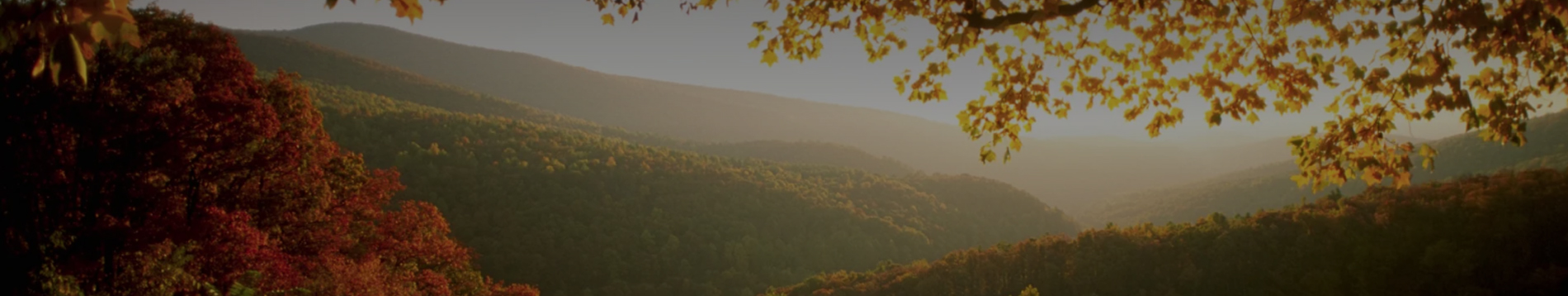 home-banner