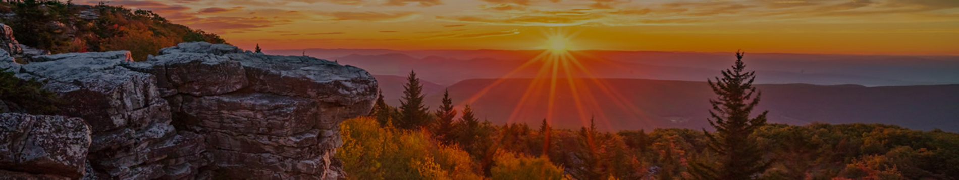 home-banner